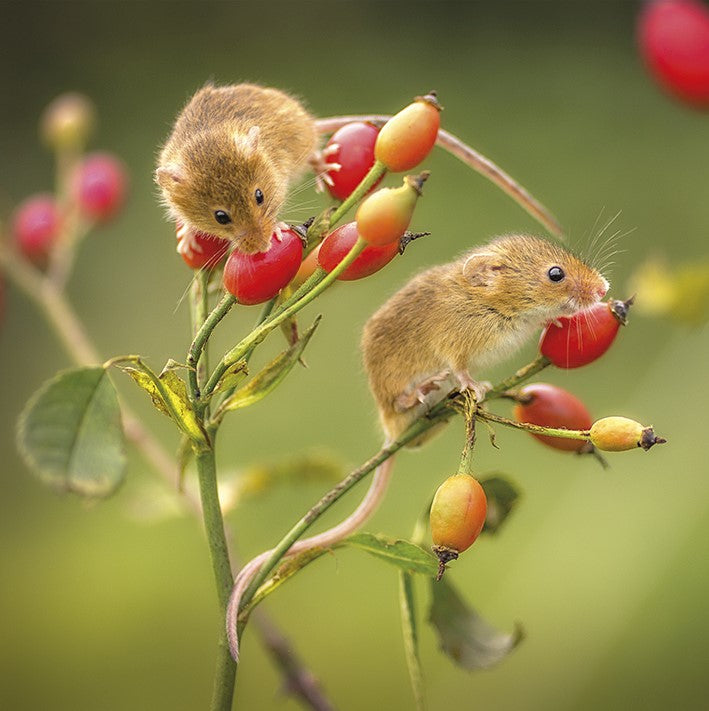 Pack de pare-chocs de cartes d'animaux Redwings