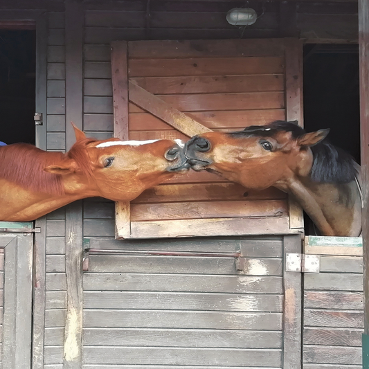 Redwings Animal Photo Card Pack 2026