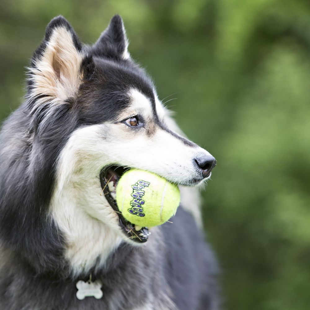 KONG SqueakAir S Set of 3 Tennis Balls