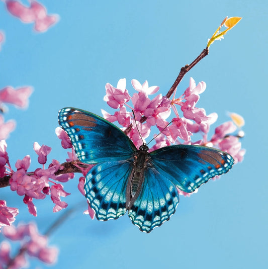 image shows a bright blue background wth a pink flowerd branch. sitting on the brance is a bright blue and dark blue butterfly
