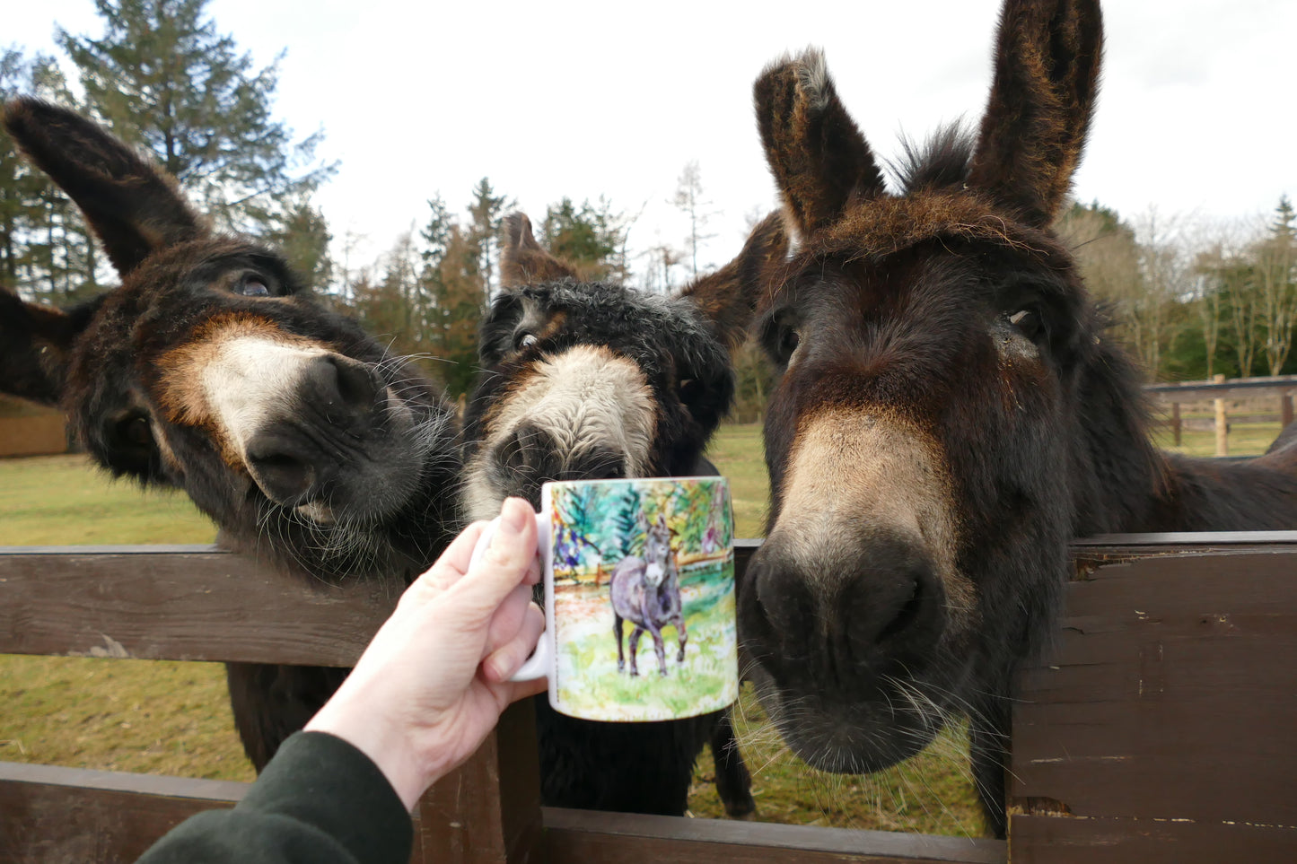 Denver el burro tarjeta de felicitación