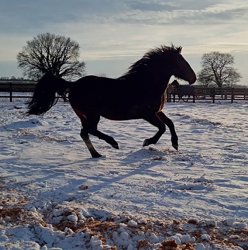 Pippa dans la neige
