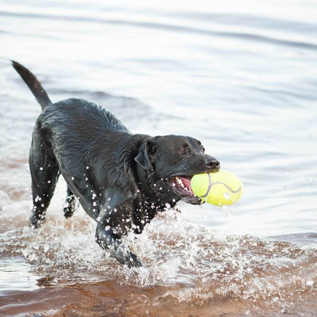 KONG Airdog Squeaker American Football