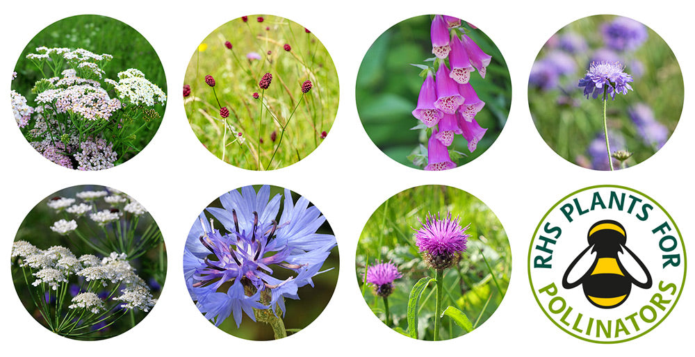 Seedball Beetle Mix Tin