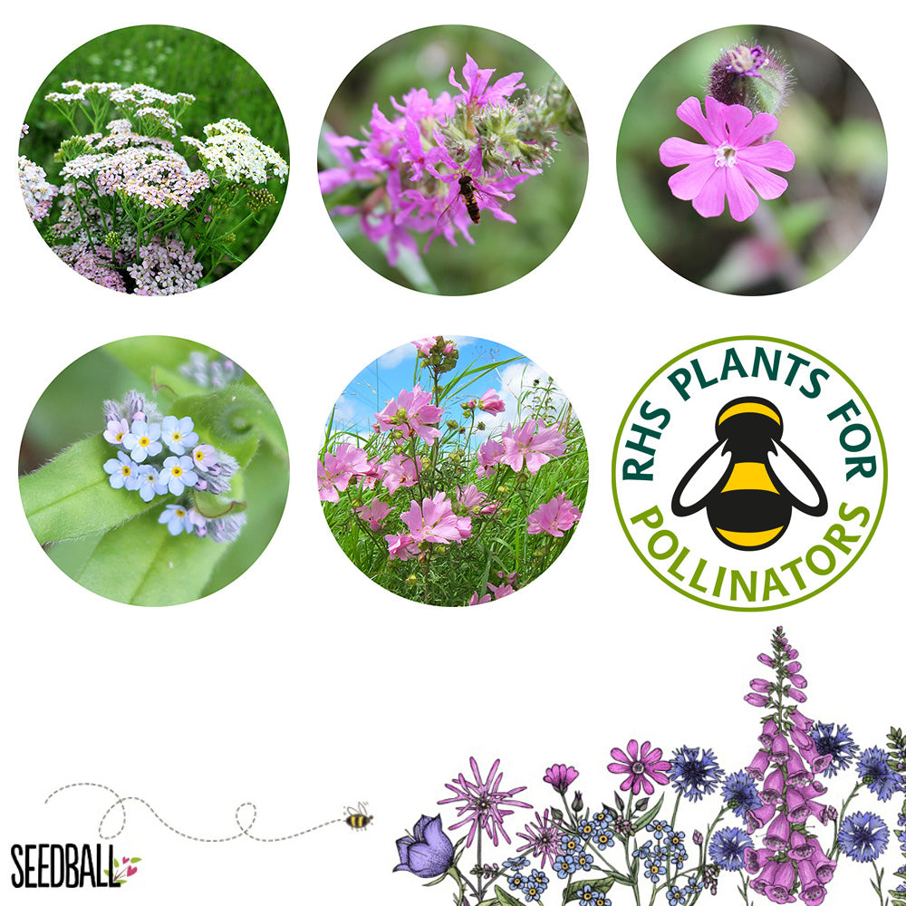 Seedball Butterfly Mix Grab Bag