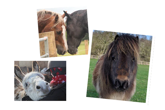 Redwings Horse Sanctuary Preloved