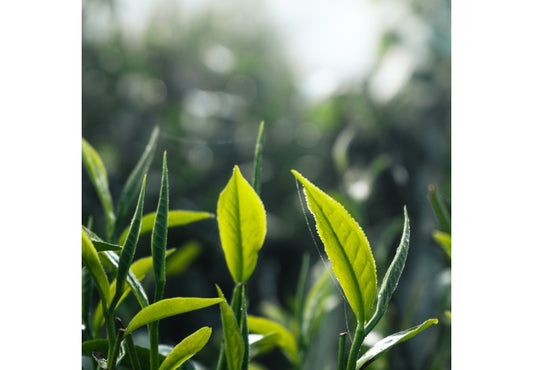 Ancol Tea Tree Dog Shampoo 200ml