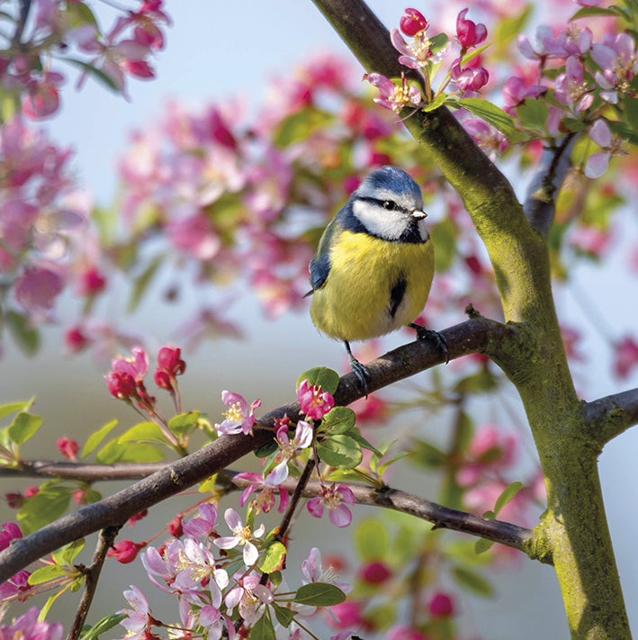 a photographic image of a blue tit sittong on a branch of a tree. flowers and leaves on the tree are a mixture of different shades of pink