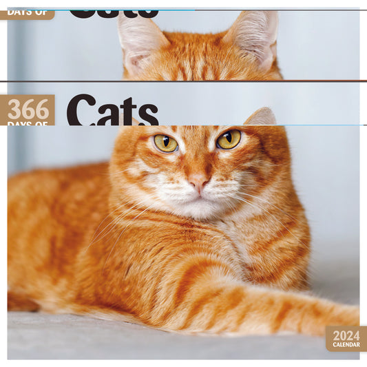 Cats Square Calendar 2024