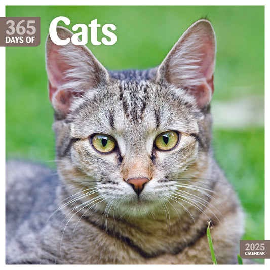 Cats 365 Days Square Calendar 2025