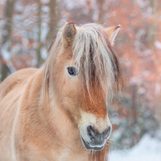 Winter Fjord Pony