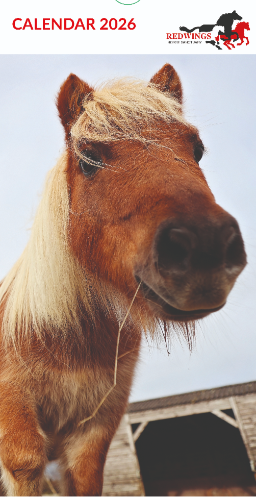 Redwings Postcard Calendar 2026