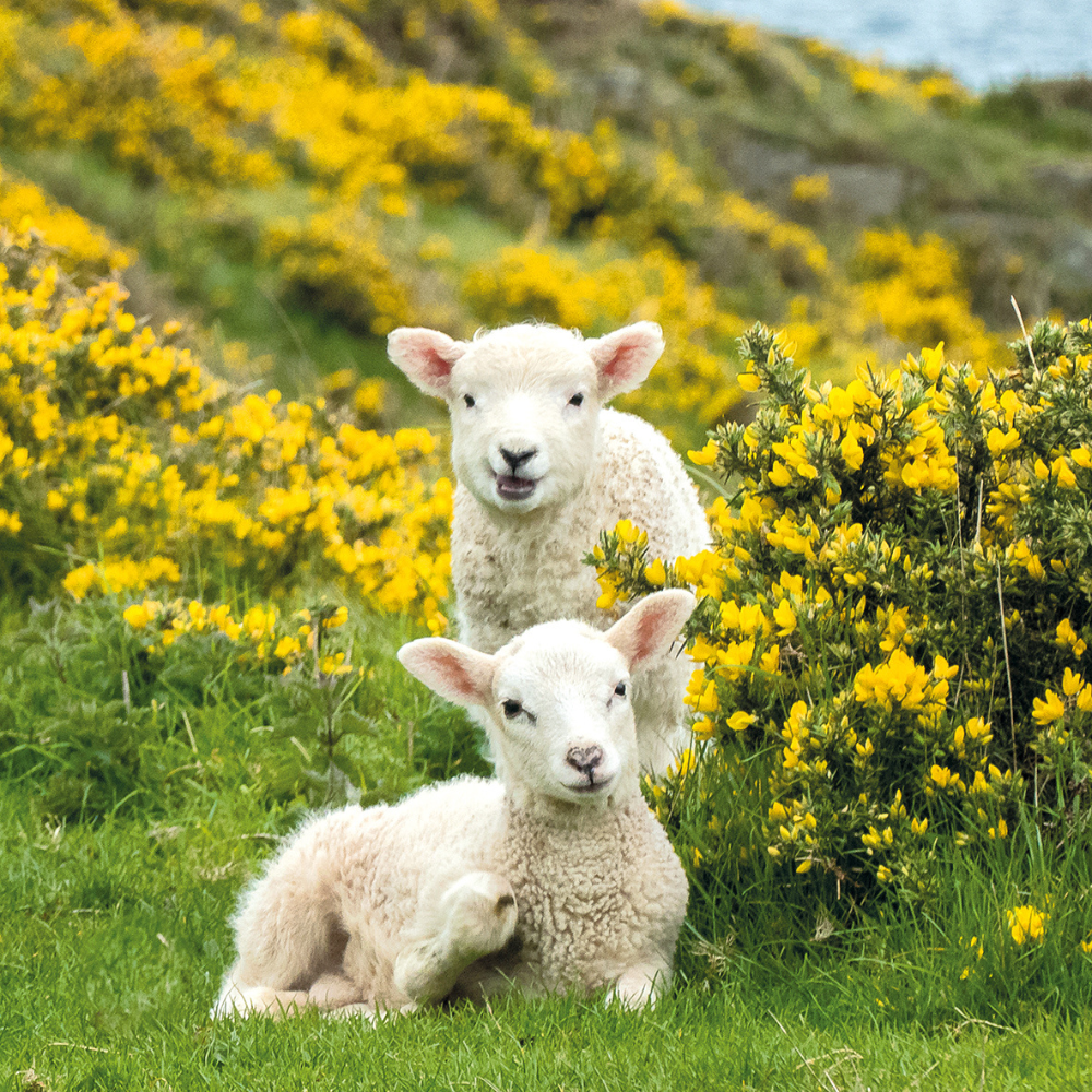 Pack de pare-chocs de cartes d'animaux Redwings