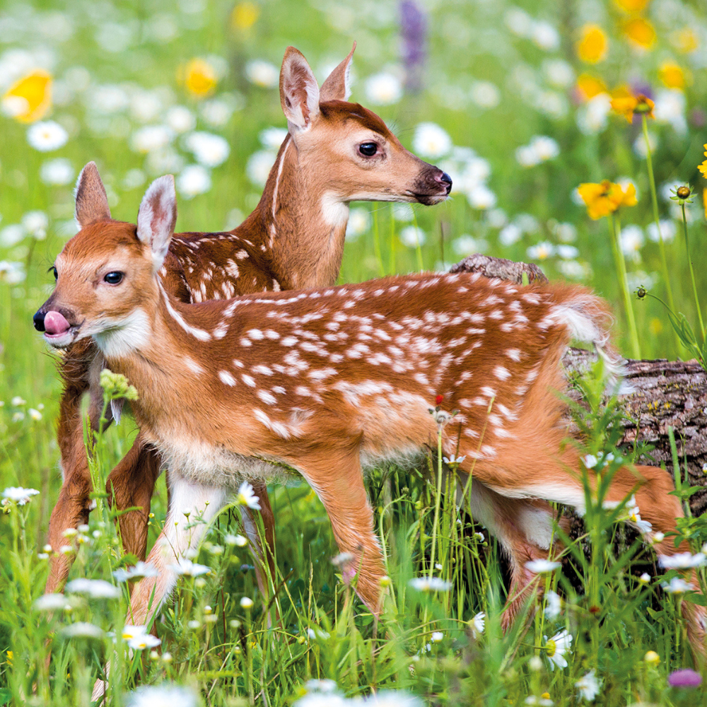 Pack de pare-chocs de cartes d'animaux Redwings
