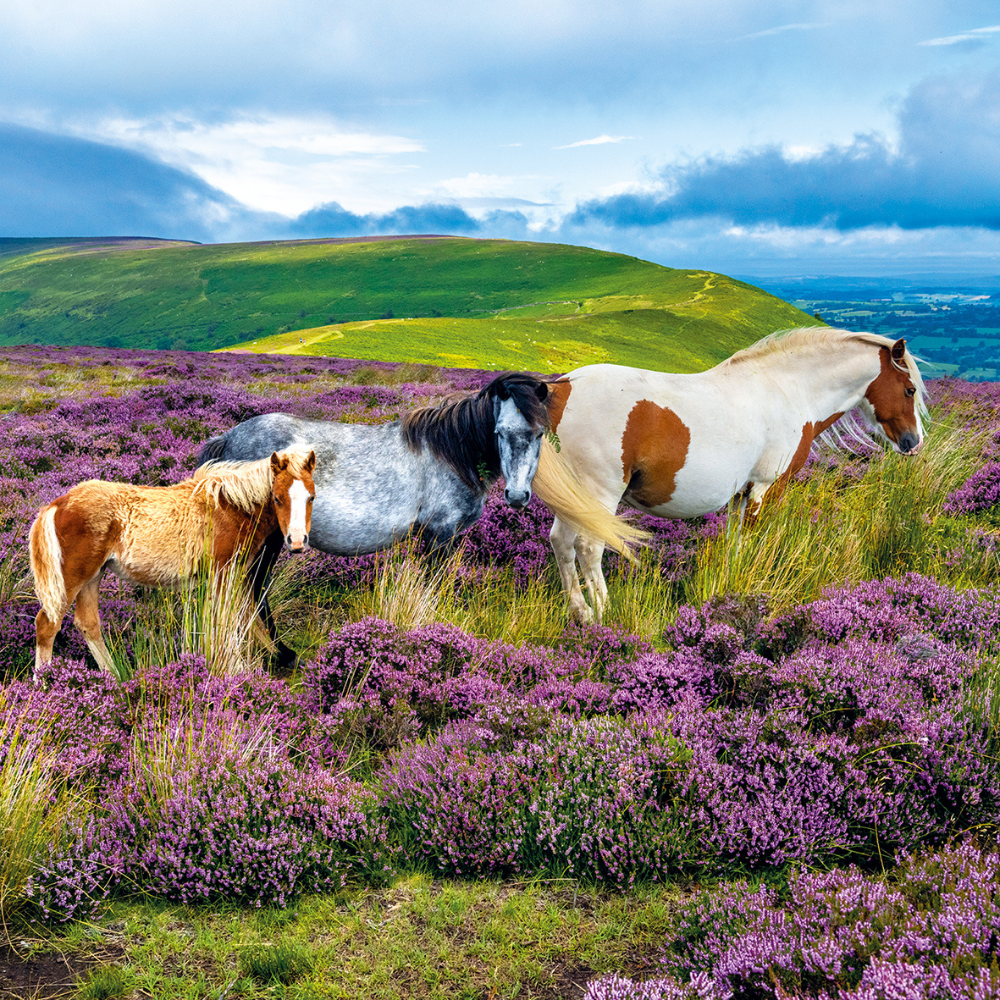 Pack de pare-chocs de cartes d'animaux Redwings