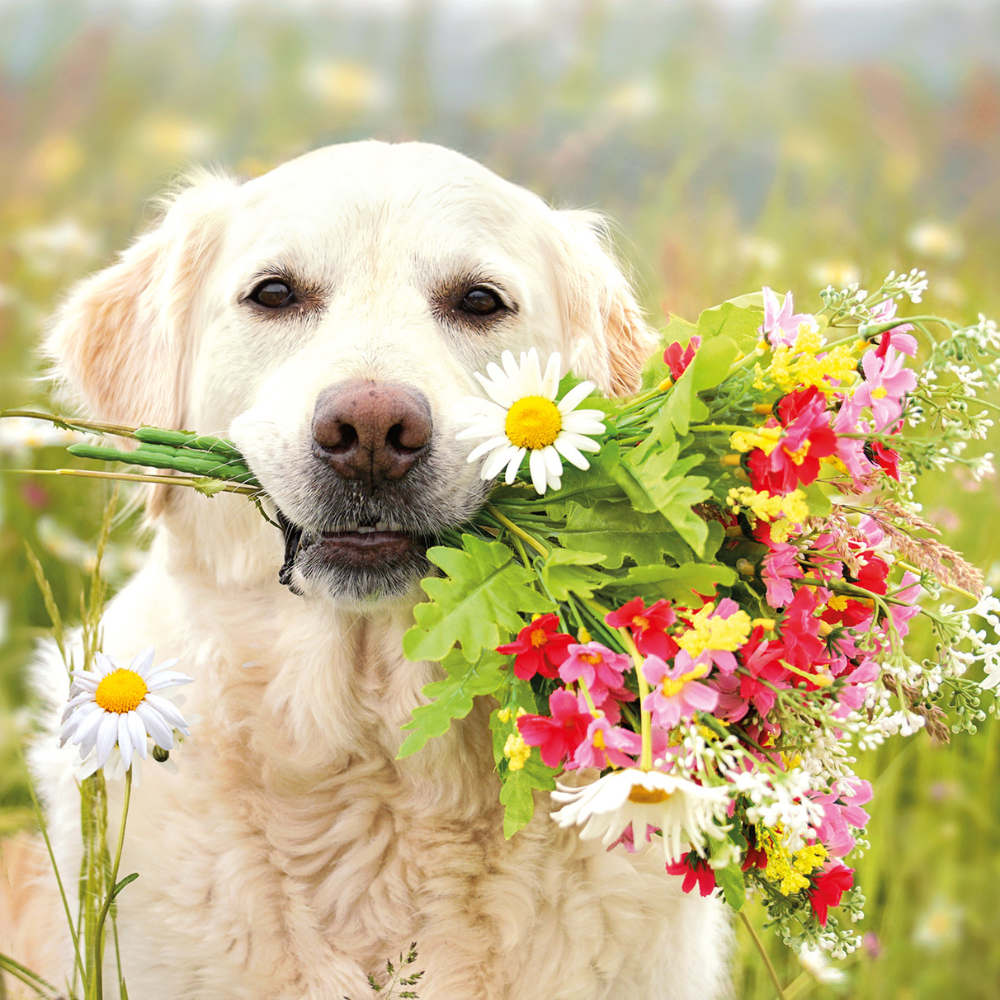 Pack de pare-chocs de cartes d'animaux Redwings