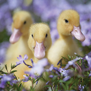 image shows 3 ducklings sitting amongst some purple flowers