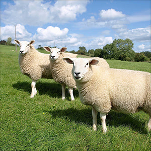 image show 3 sheep standing in a sunny field with bright green grass and clear blue skies