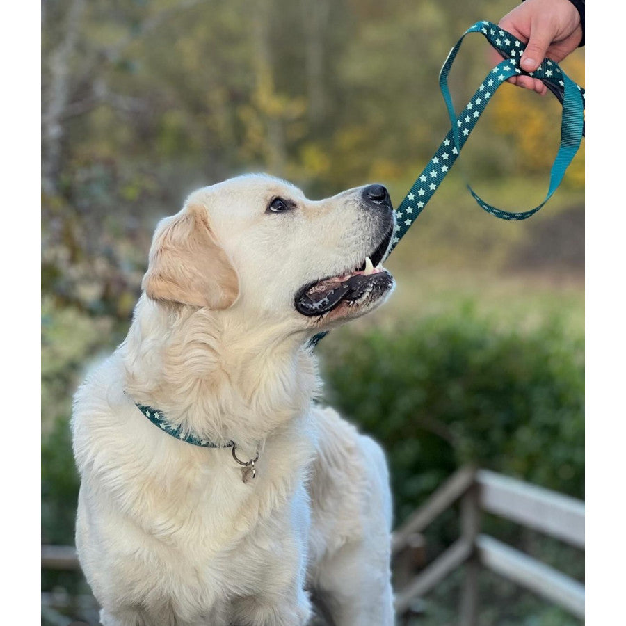 Image shows a goldren retriever wearing the matching teal star print dog collar and lead