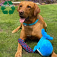 image shows a red labrador sitting in the garden with the blue whale soft dog toy