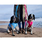 Image shows two black and white spaniels on the beach. one wearing a blue harness collar and lead set and the other wearing the bright pink harness collar and lead set