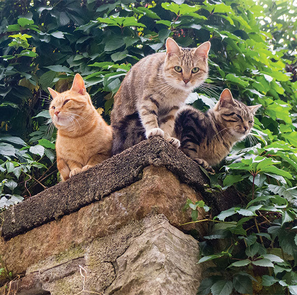 three cats sitting ontop of a wall looking down at the camera with a green bush behind them.