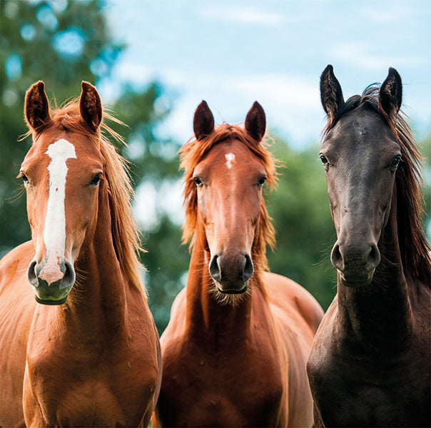 image shows three horses standing front on. two chestnut horses and a dark bay horse