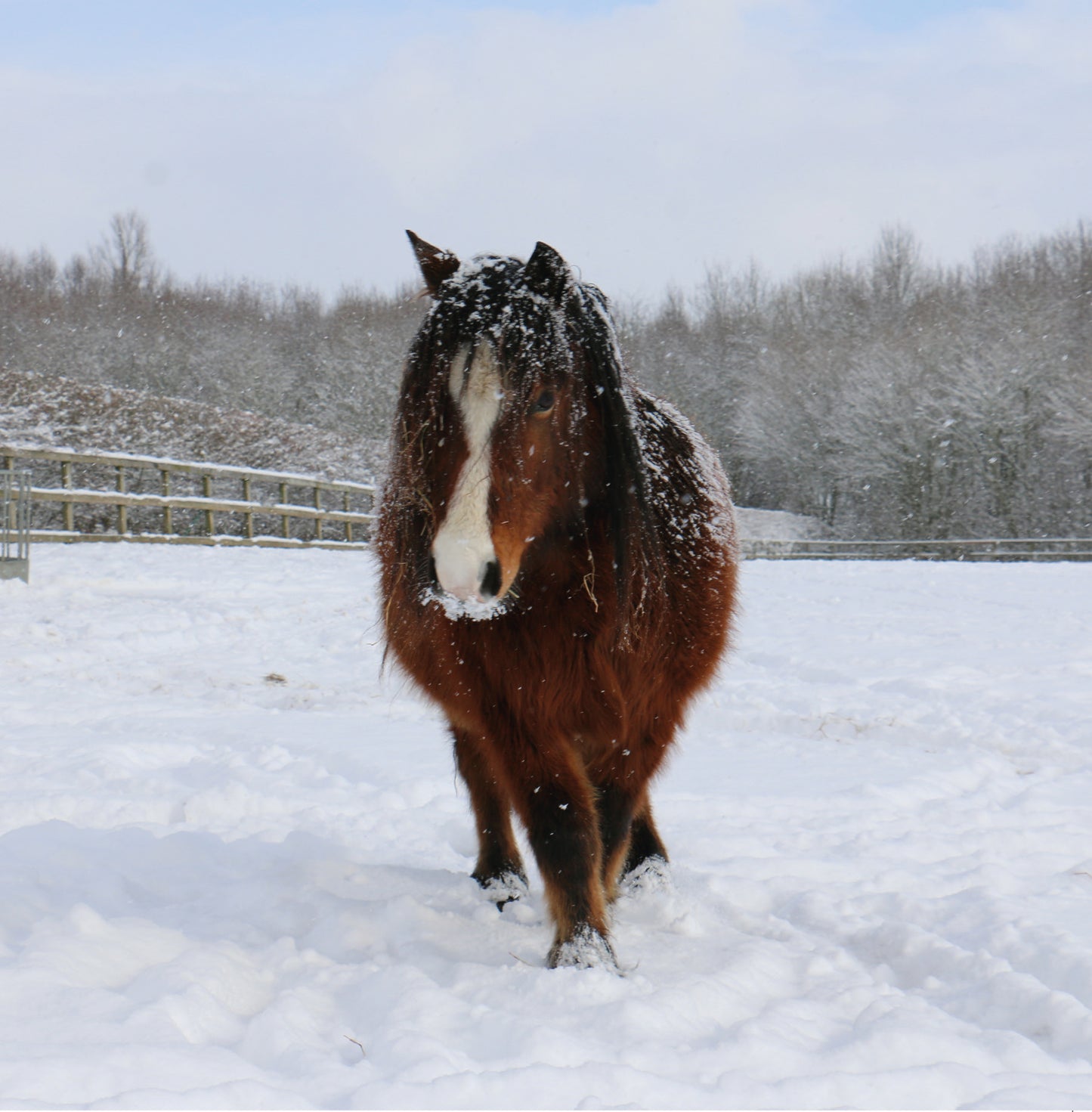 Azufre en la nieve