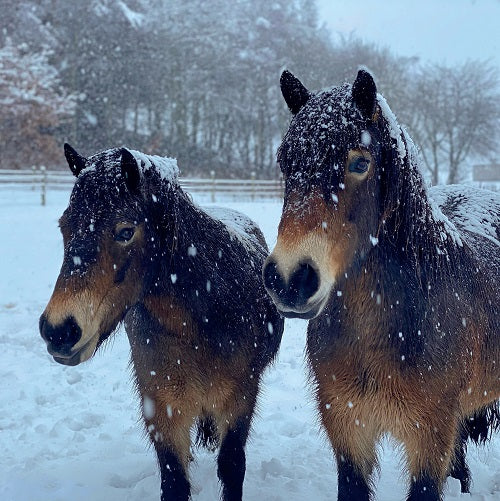 Bonnie y Pagan en la nieve